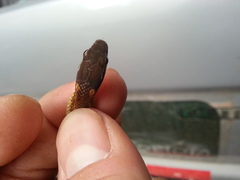 Dibernardia bilineata