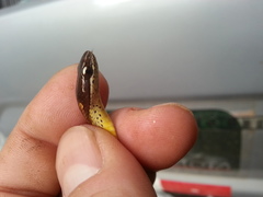 Dibernardia bilineata