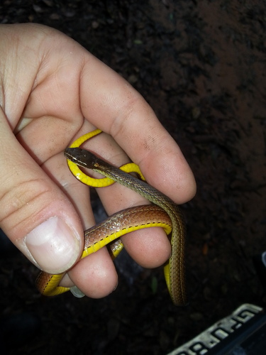 Taeniophallus bilineatus