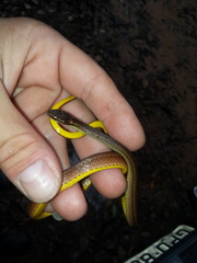 Dibernardia bilineata