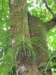 Lemeltonia monadelpha