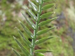 Lemeltonia monadelpha