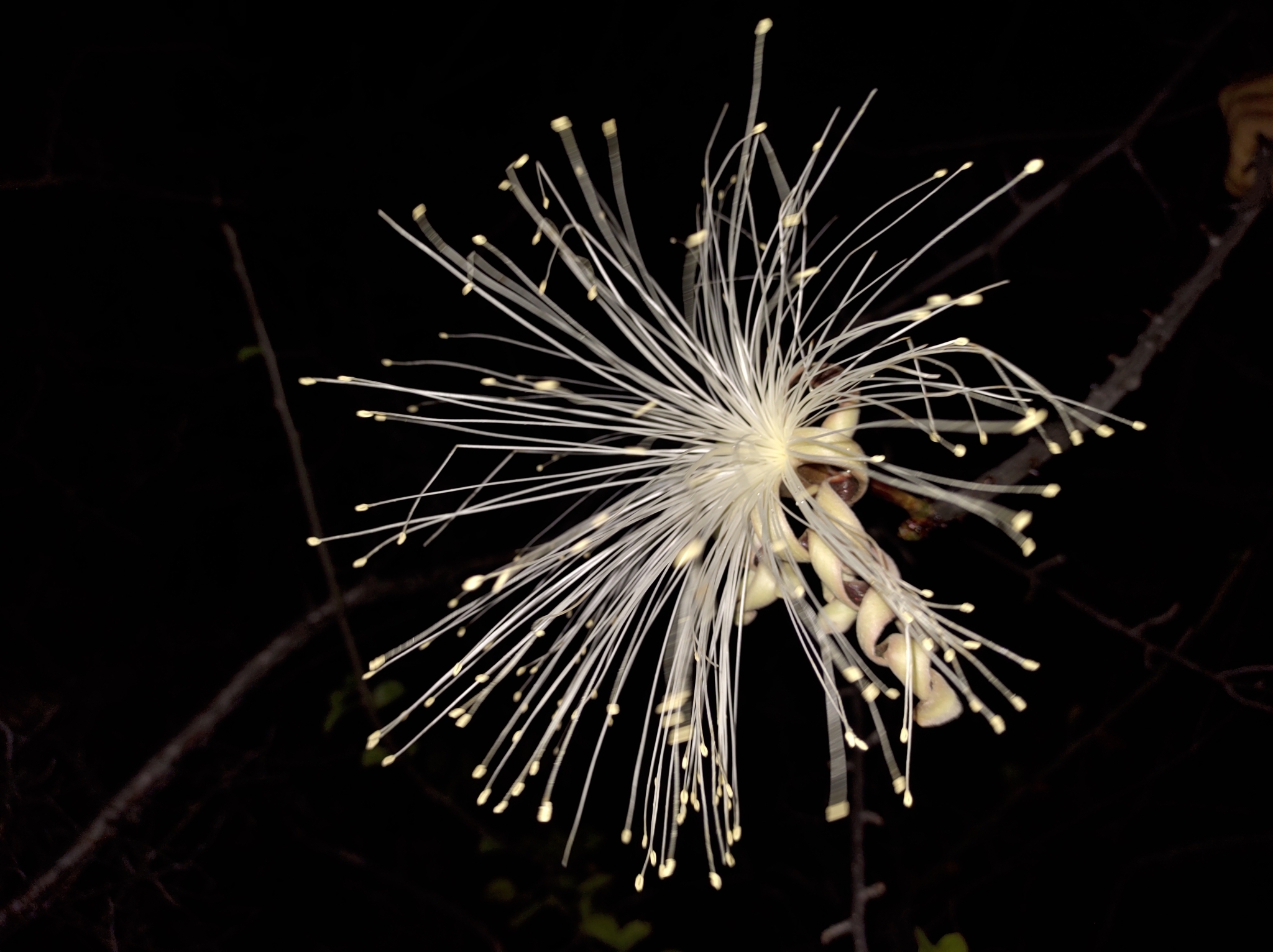Pseudobombax simplicifolium