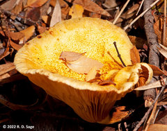 Austropaxillus statuum