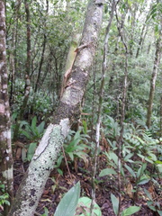 Enyalius iheringii