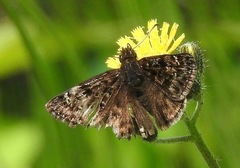 Erynnis martialis