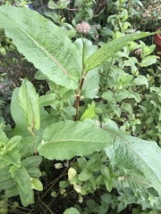 Rumex obtusifolius obtusifolius