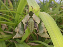 Callambulyx tatarinovii