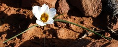 Romulea atrandra