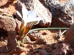 Romulea atrandra