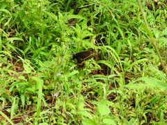 Papilio polyxenes image