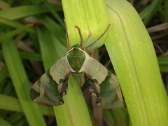 Callambulyx tatarinovii