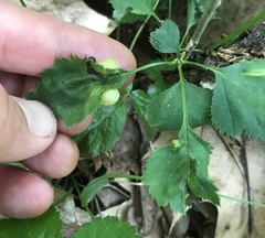 Blaesodiplosis venae