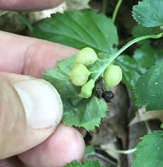 Blaesodiplosis venae