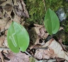 Liriomyza smilacinae