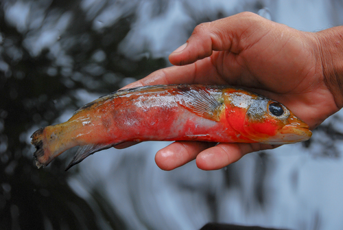 Treurige snoekcichlide (Crenicichla lugubris) — Cichlidae