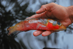 Crenicichla lugubris