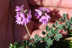 Indigofera mauritanica