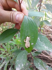 Dendropsophus werneri
