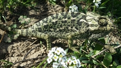 Chamaeleo chamaeleon chamaeleon