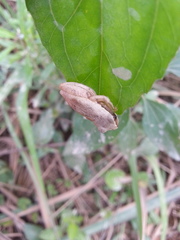 Dendropsophus werneri