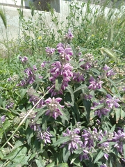 Phlomis herba-venti
