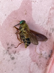 Esenbeckia