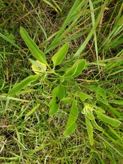 Physalis virginiana