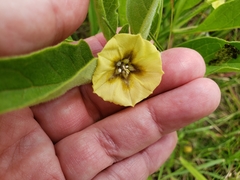 Physalis virginiana