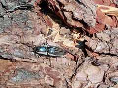 Chalcolepidius approximatus