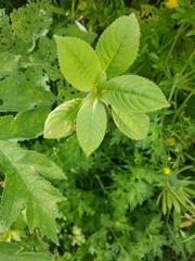 Impatiens glandulifera