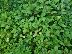 Impatiens glandulifera