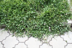 Convolvulus arvensis