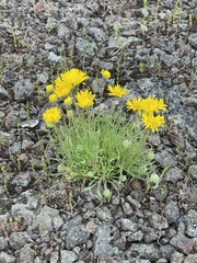 Erigeron linearis