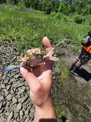 Callinectes sapidus
