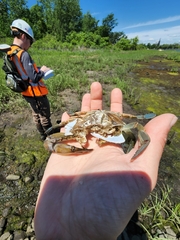 Callinectes sapidus