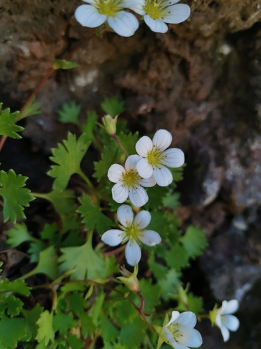 Saxifraga image