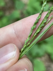 Carex roanensis