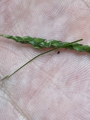 Carex roanensis