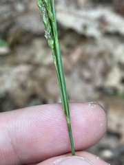 Carex roanensis
