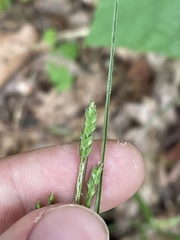 Carex roanensis