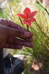 Gladiolus priorii