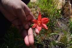 Gladiolus priorii