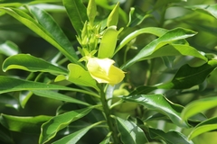 Rauvolfioideae