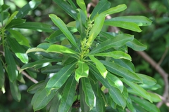 Rauvolfioideae