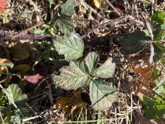 Rubus tuberculatus