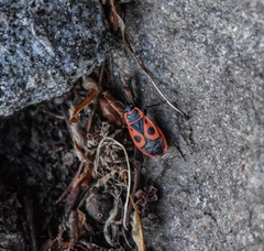Pyrrhocoris apterus