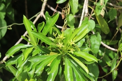 Rauvolfioideae