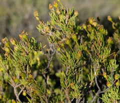 Euryops nodosus