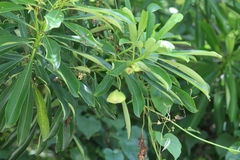 Rauvolfioideae